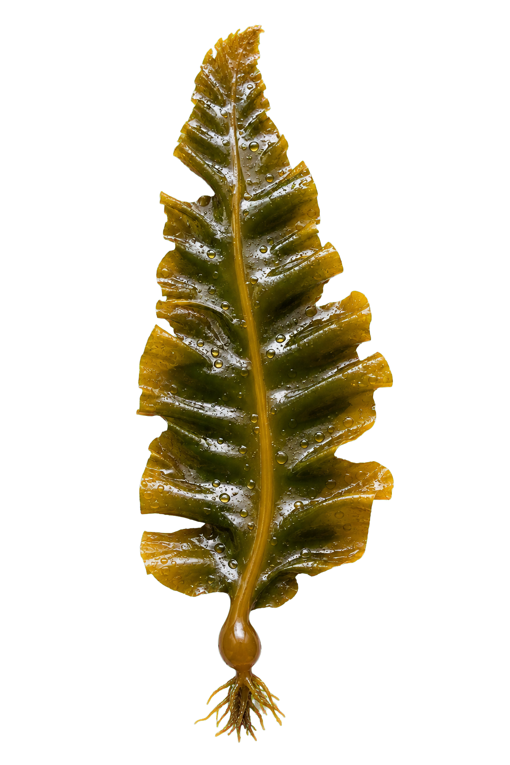 Giant kelp frond