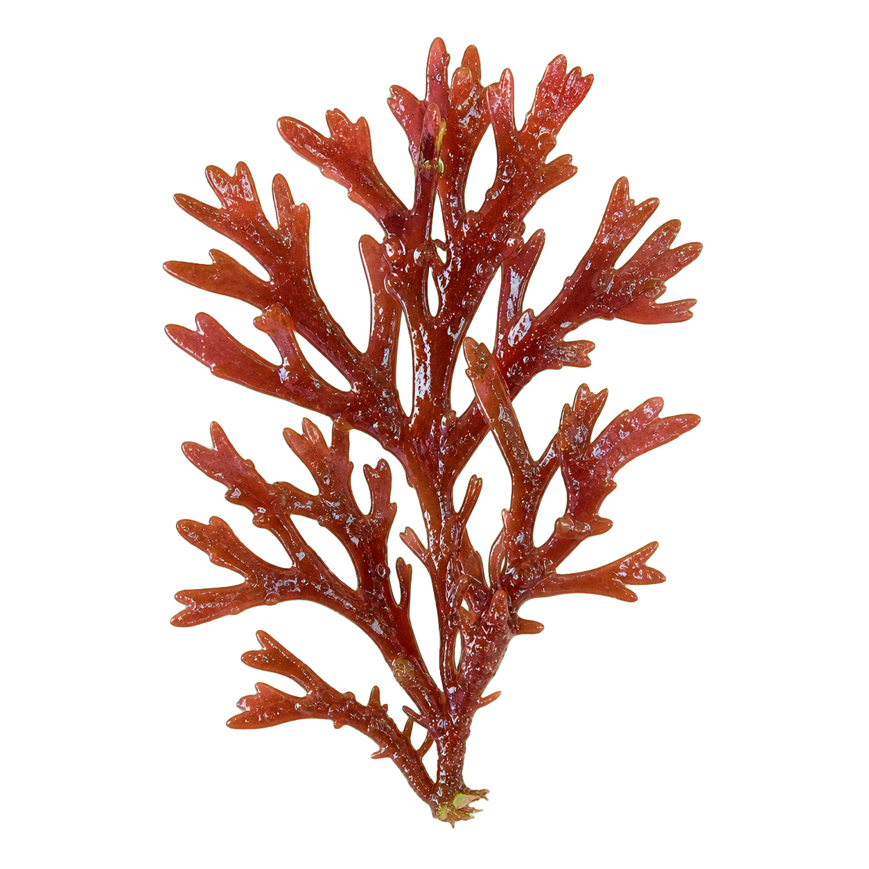 Red algae